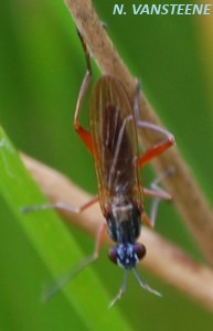 Sepedon sphegea